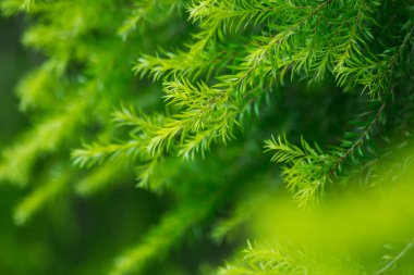 doğa arka plan, doğada yaprak desen soyut arka plan, yaprak yakın çekim