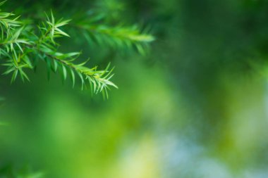 doğa arka plan, doğada yaprak desen soyut arka plan, yaprak yakın çekim