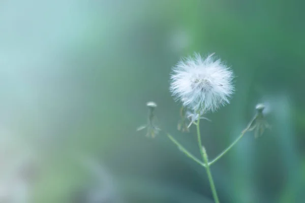 自然背景 自然抽象背景中的叶子图案 叶特写 — 图库照片