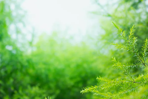 배경의 클로즈업 — 스톡 사진