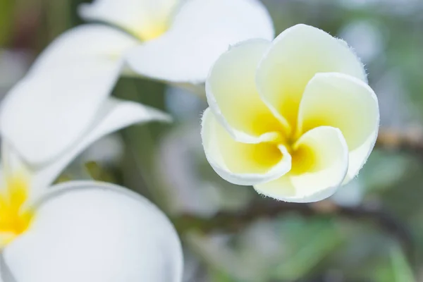 Frangipani Close Natureza Plumeria Branca Amarela Natureza — Fotografia de Stock