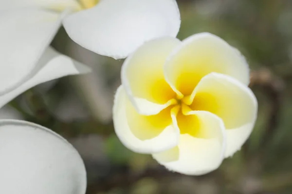 자연의 프란지파니 클로즈업 자연의 흰색과 노란색 플루메리아 — 스톡 사진