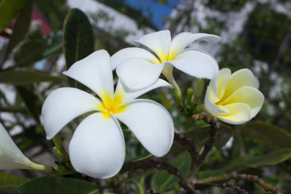 Frangipani Zbliżenie Przyrodzie Biała Żółta Plumeria Przyrodzie — Zdjęcie stockowe