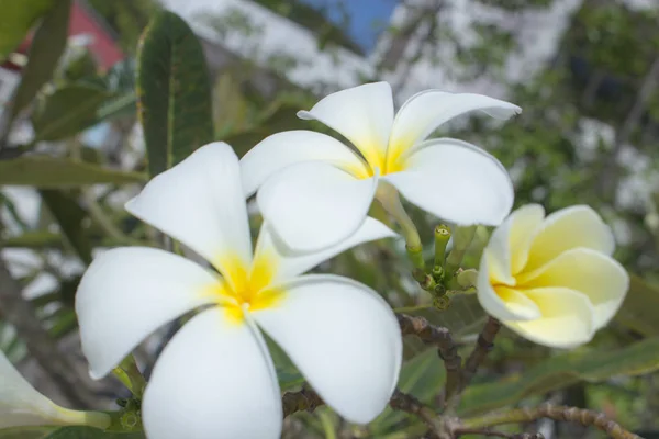 자연의 프란지파니 클로즈업 자연의 흰색과 노란색 플루메리아 — 스톡 사진