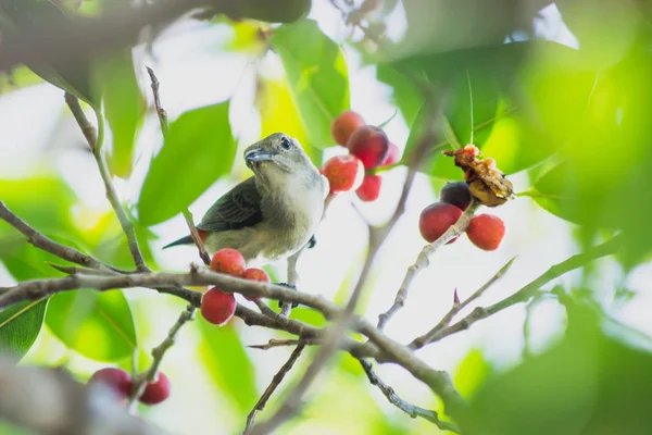 Doğada Yiyen Litle Kuş Vahşi Hayvan — Stok fotoğraf