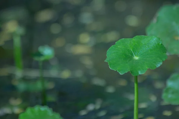 自然の中で植物の葉のパターンクローズアップ 自然の抽象的な背景の葉 — ストック写真