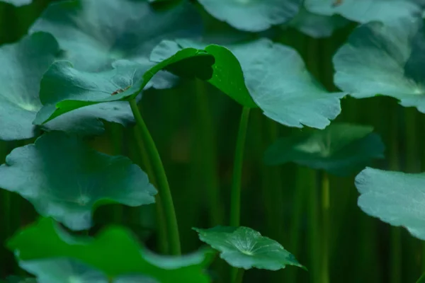 Das Pflanzenblattmuster Nahaufnahme Der Natur Das Blatt Der Natur Abstrakter — Stockfoto