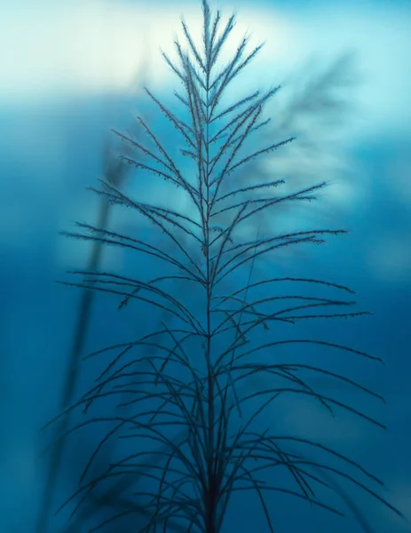 Patrón Hoja Planta Primer Plano Naturaleza Hoja Naturaleza Fondo Abstracto —  Fotos de Stock