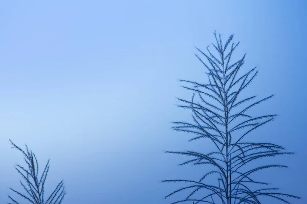 自然の中で植物の葉のパターンクローズアップ 自然の抽象的な背景の葉 — ストック写真