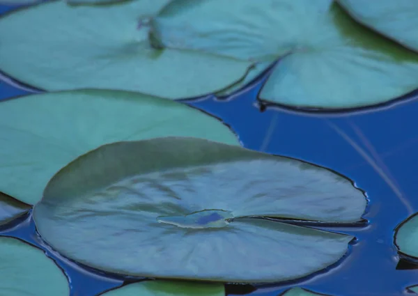 Das Lotusblattmuster Teich Das Blatt Der Natur — Stockfoto