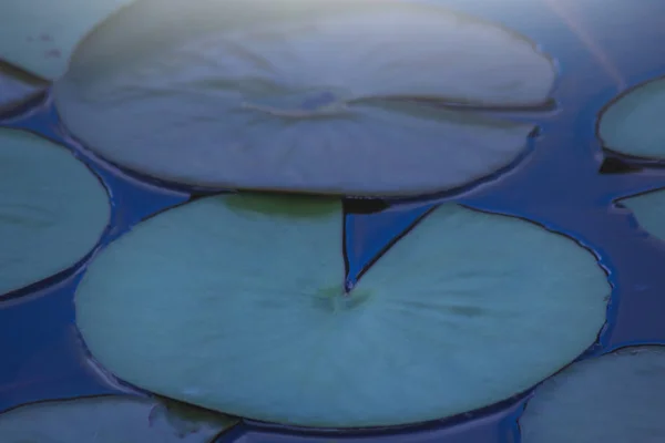 Das Lotusblattmuster Teich Das Blatt Der Natur — Stockfoto