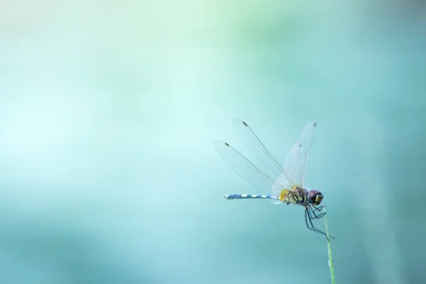 자연의 잠자리 생활의 자연의 — 스톡 사진