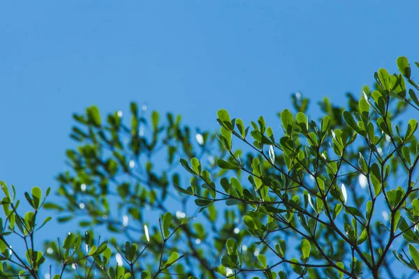 Das Baumblatt Der Natur Hintergrund Die Natur Abstrakten Hintergrund — Stockfoto