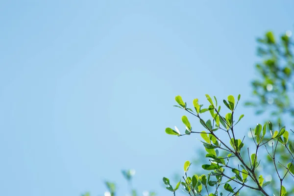 Hoja Árbol Fondo Naturaleza Naturaleza Fondo Abstracto —  Fotos de Stock