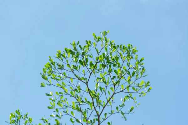 Лист Дерева Природе Фон Природа Абстрактный Фон — стоковое фото