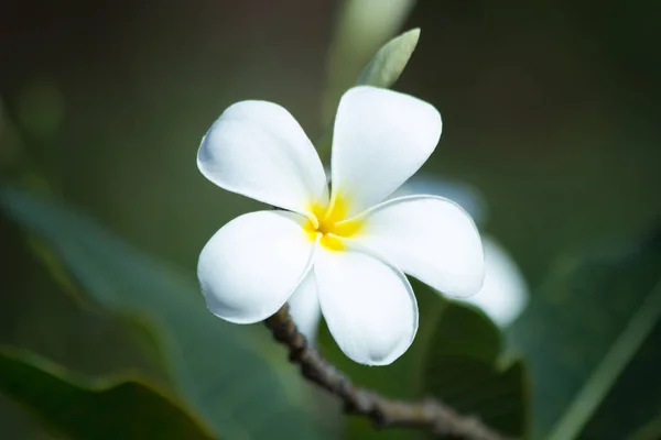 Frangipani Gros Plan Dans Nature Fleur Dans Nature Fond Abstrait — Photo