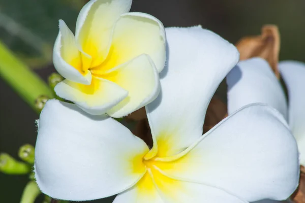 Frangipani Close Natureza Flor Natureza Fundo Abstrato — Fotografia de Stock