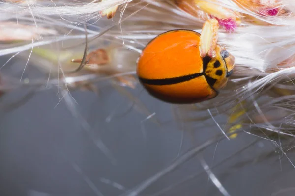 the orenge ladybug in nature, the animal in wild life, the insect in nature