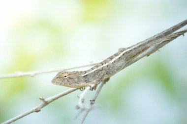 Bukalemun yakın planda, hayvan vahşi.