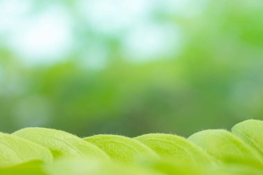 Doğadaki yaprak soyut arkaplan, doğa arkaplan, bitki doğada