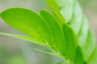 Doğadaki yaprak soyut arkaplan, doğa arkaplan, bitki doğada