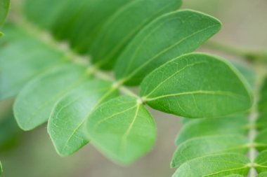 Doğadaki yaprak soyut arkaplan, doğa arkaplan, bitki doğada