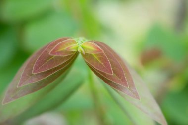 Doğadaki yaprak soyut arkaplan, doğa arkaplan, bitki doğada