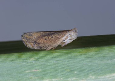 Çim yaprağının üzerindeki kahverengi böcek, vahşi hayvan.