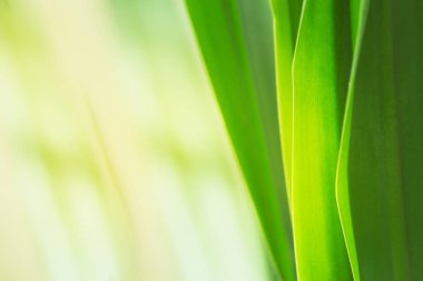 Doğadaki yaprak soyut arkaplan, doğa arkaplan, bitki doğada