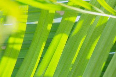 Doğadaki yaprak soyut arkaplan, doğa arkaplan, bitki doğada