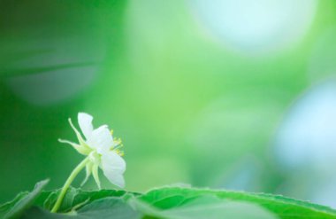 Doğadaki çiçek soyut arka plan, doğa arka plan, doğadaki bitki