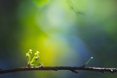 Doğadaki yaprak soyut arkaplan, doğa arkaplan, bitki doğada