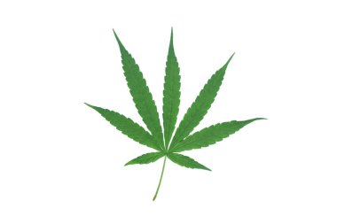 Doğa arka planındaki yaprak