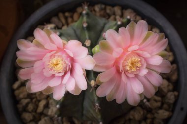 Doğa arka planındaki yaprak