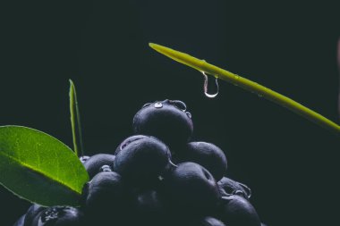 Yaban mersini yaban mersini yaprak yeşil ile sağlıklı bir yiyecek siyah ya da beyaz arka planda vardır.