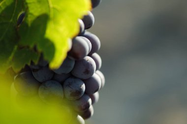 toskana İtalya sonbahar yaz güneş ışığı altında sangiovese üzüm ve asma asma üzüm