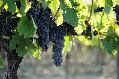 toskana İtalya sonbahar yaz güneş ışığı altında sangiovese üzüm ve asma asma üzüm