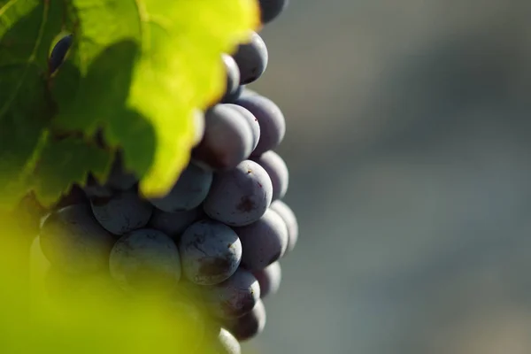 Szőlő Szőlő Vinegrape Sangiovese Napfény Alatt Toszkánában Olaszország Őszi Nyár — Stock Fotó