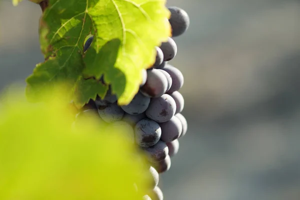 Szőlő Szőlő Vinegrape Sangiovese Napfény Alatt Toszkánában Olaszország Őszi Nyár — Stock Fotó