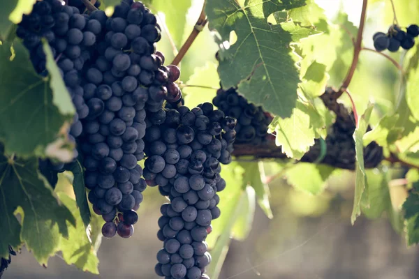 Trauben Und Weinreben Trauben Von Sangiovese Unter Sonnenlicht Der Toskana — Stockfoto