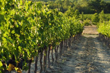 toskana İtalya sonbahar yaz güneş ışığı altında sangiovese üzüm ve asma asma üzüm