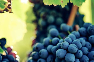 toskana İtalya sonbahar yaz güneş ışığı altında sangiovese üzüm ve asma asma üzüm