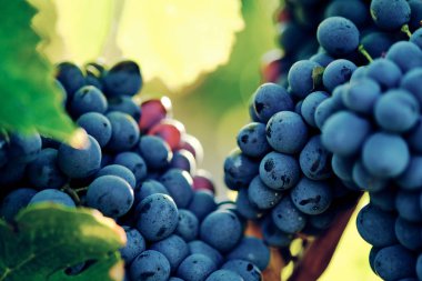 toskana İtalya sonbahar yaz güneş ışığı altında sangiovese üzüm ve asma asma üzüm