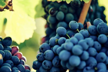 toskana İtalya sonbahar yaz güneş ışığı altında sangiovese üzüm ve asma asma üzüm