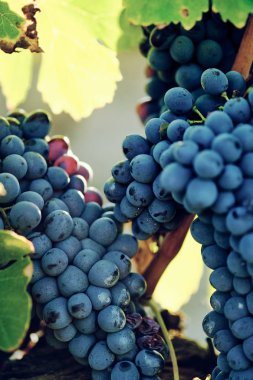 toskana İtalya sonbahar yaz güneş ışığı altında sangiovese üzüm ve asma asma üzüm