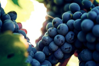 toskana İtalya sonbahar yaz güneş ışığı altında sangiovese üzüm ve asma asma üzüm