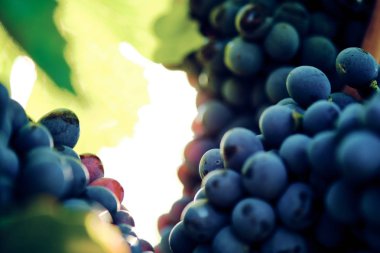 toskana İtalya sonbahar yaz güneş ışığı altında sangiovese üzüm ve asma asma üzüm