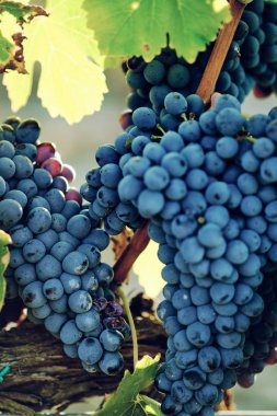 toskana İtalya sonbahar yaz güneş ışığı altında sangiovese üzüm ve asma asma üzüm