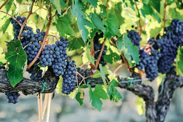 Uva Vid Sangiovese Bajo Luz Del Sol Toscana Otoño Verano — Foto de Stock