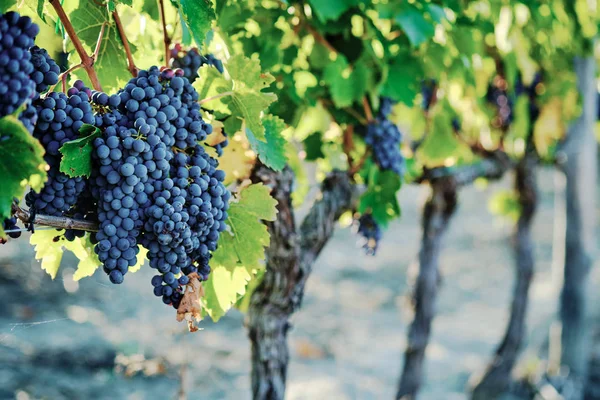 Szőlő Szőlő Vinegrape Sangiovese Napfény Alatt Toszkánában Olaszország Őszi Nyár — Stock Fotó